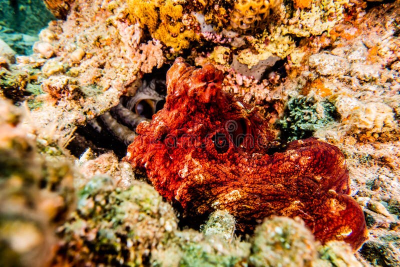 Octopus King of Camouflage in the Red Sea, Eilat Israel Stock Photo ...