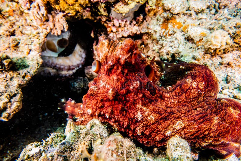 Octopus King of Camouflage in the Red Sea, Eilat Israel Stock Photo ...