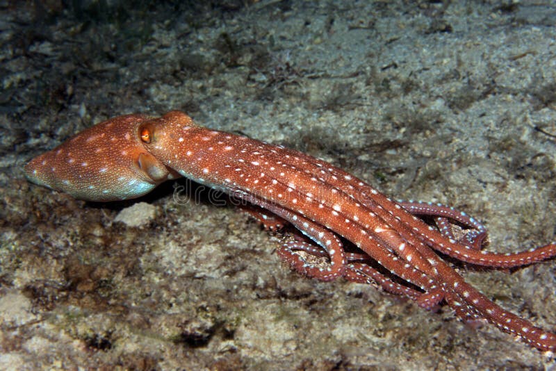 Image result for octopus macropus