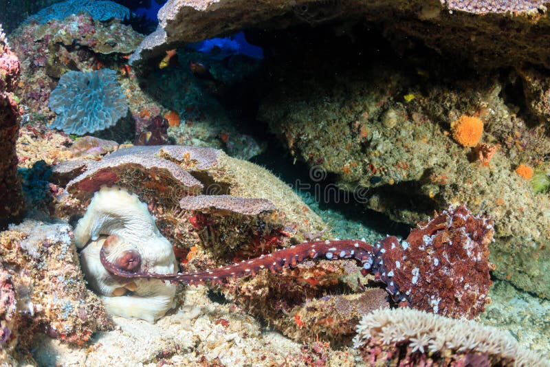 Octopus Mating stock image. Image of hard, female, behaviour - 50347845