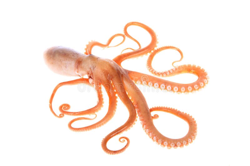 Octopus stock photo