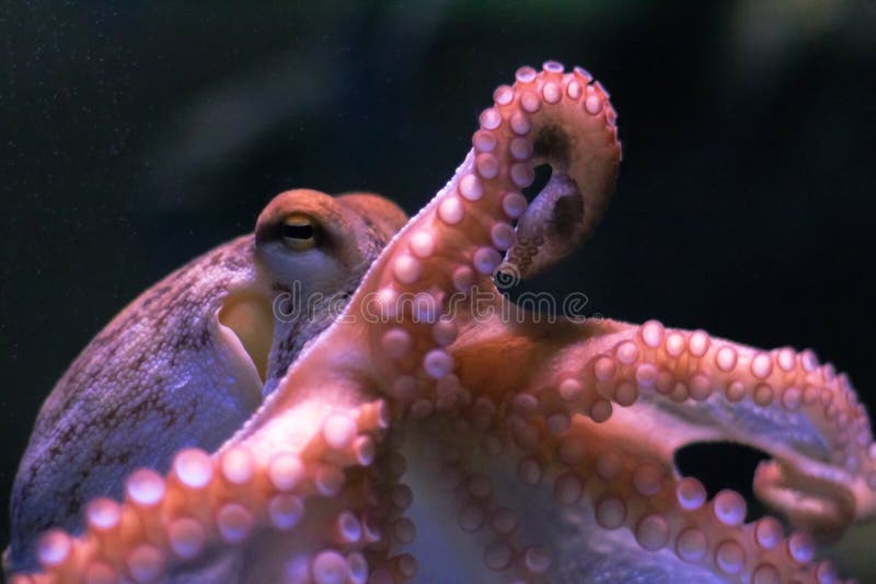 Octopus op donkere achtergrond stock afbeeldingen Octopus op donkere achtergrond stock afbeeldingen
