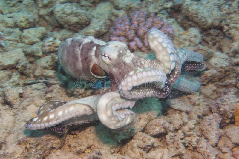 Octopus op een koraalrif stock fotografie Octopus op een koraalrif stock fotografie