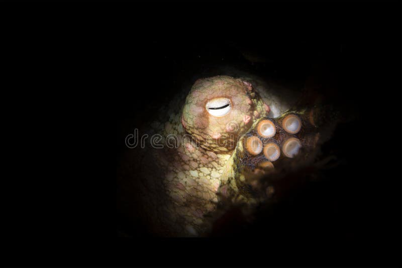 Octopus resting in crevice royalty free stock images