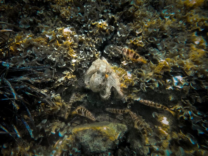 An octopus rests on the seabed full of algae surrounded by fish stock photos