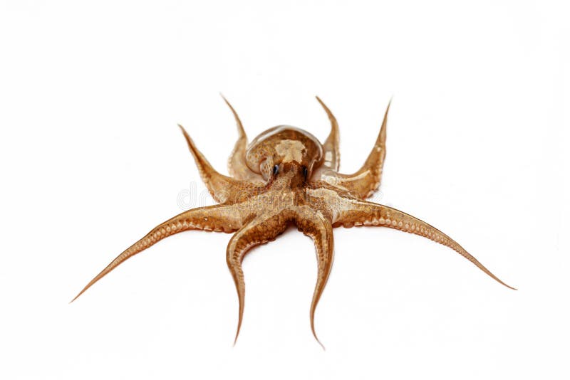 Octopus Tentacles for Cooking Stock Image Image of closeup, lunch