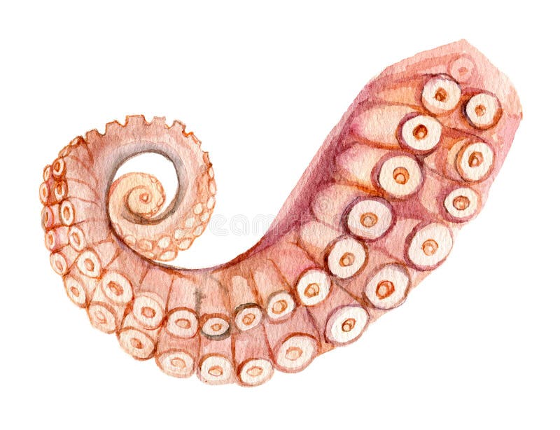 Octopus Tentacles Drawing Stock Photos - Free & Royalty-Free Stock