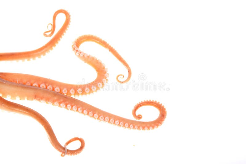 how many tentacles does an octopus have how many tentacles does an octopus have