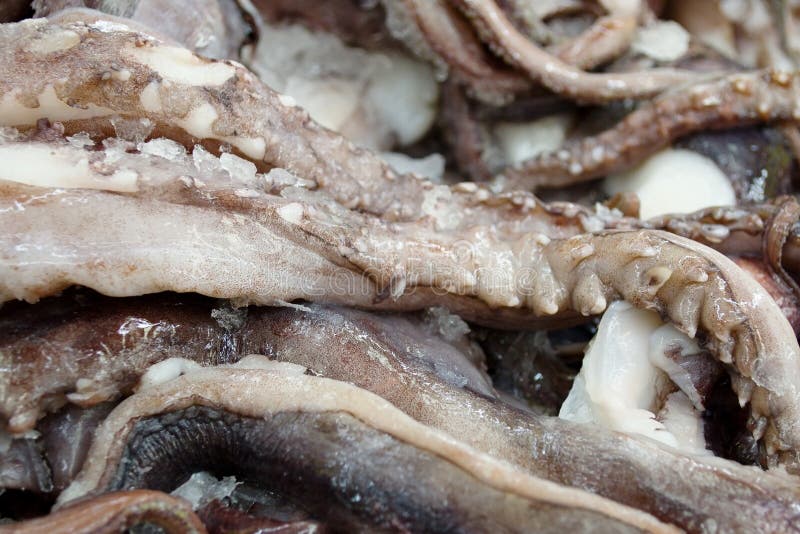 octopus tentacles octopus tentacles