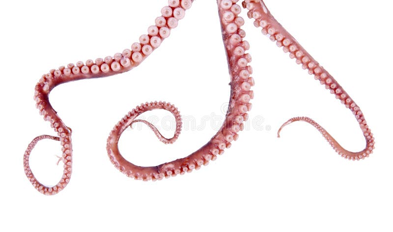 octopus tentacle octopus tentacle