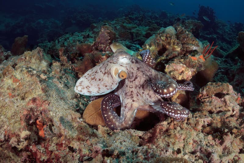 Octopus underwater in Andaman sea, Thailand