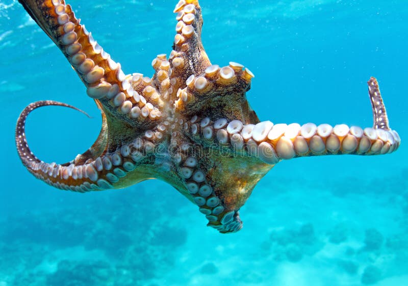 Octopus up close stock image