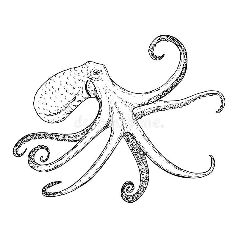 Octopus Vulgaris Wildlife Animal Stock Vector - Illustration of ...