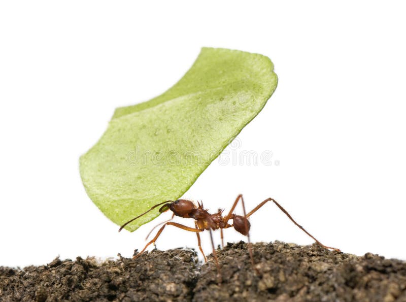 Octospinosus листьев резца муравея acromyrmex