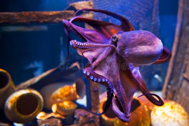 COPENHAGEN, DENMARK - JULY 1: Octopus in Blue Planet National Aquarium Denmark on July 1, 2014 in Copenhagen. COPENHAGEN, DENMARK - JULY 1: Octopus in Blue Planet National Aquarium Denmark on July 1, 2014 in Copenhagen