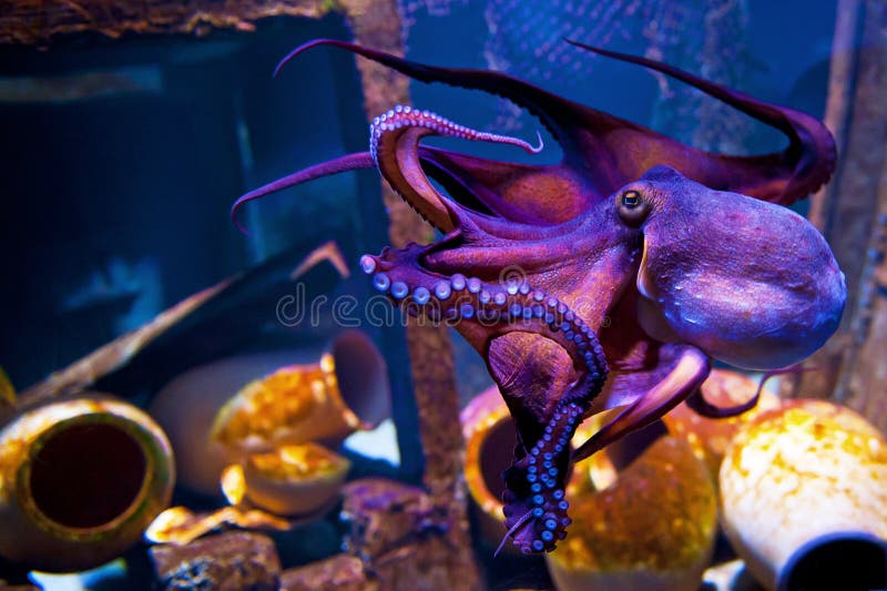 COPENHAGEN, DENMARK - JULY 1: Octopus in Blue Planet National Aquarium Denmark on July 1, 2014 in Copenhagen. COPENHAGEN, DENMARK - JULY 1: Octopus in Blue Planet National Aquarium Denmark on July 1, 2014 in Copenhagen