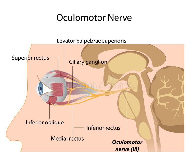 Oculomotor Nerve Stock Illustrations – 89 Oculomotor Nerve Stock