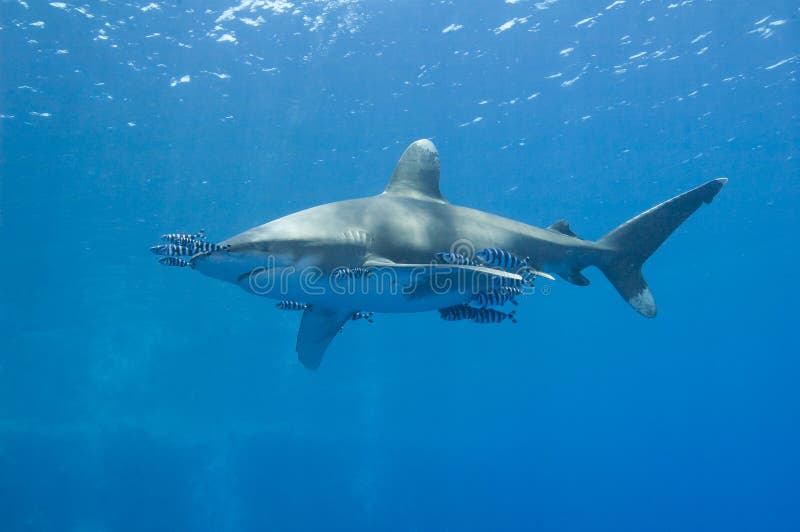 Océanique blanc-inclinez le requin en mer image stock Océanique blanc-inclinez le requin en mer image stock