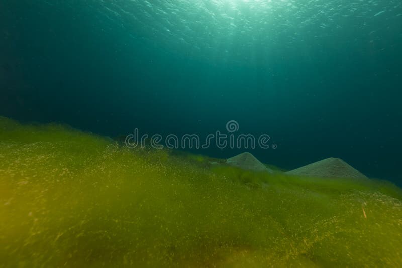 Océano azul, parte inferior arenosa y algas en el Mar Rojo. imágenes de archivo libres de regalías Océano azul, parte inferior arenosa y algas en el Mar Rojo. imágenes de archivo libres de regalías