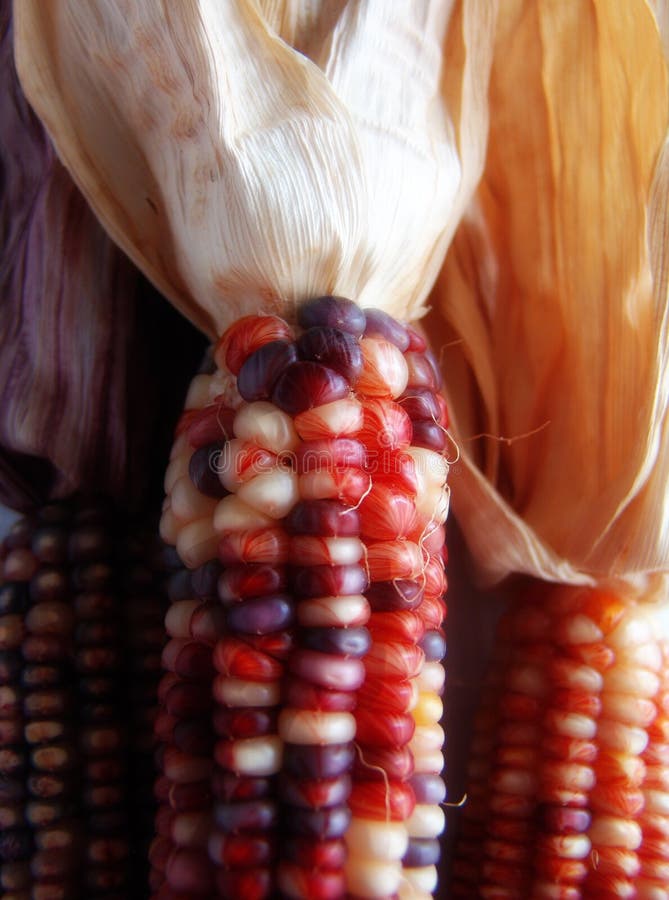 Closeup of Indian Corn and Husk. Closeup of Indian Corn and Husk