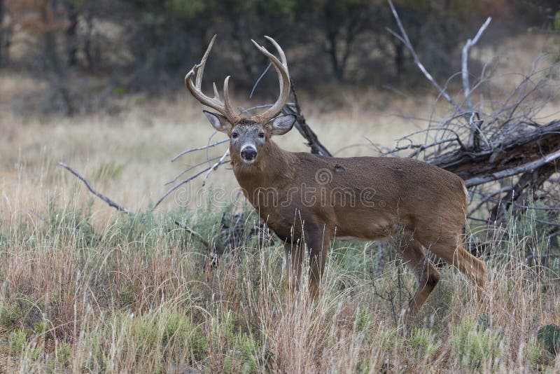 Odd racked whitetail buck in profile stock photo