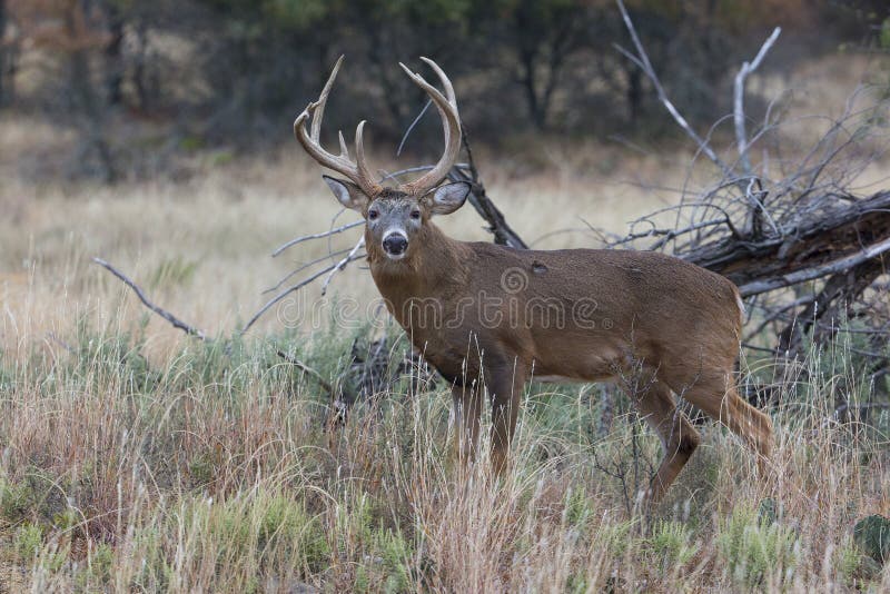 Odd racked whitetail buck in profile