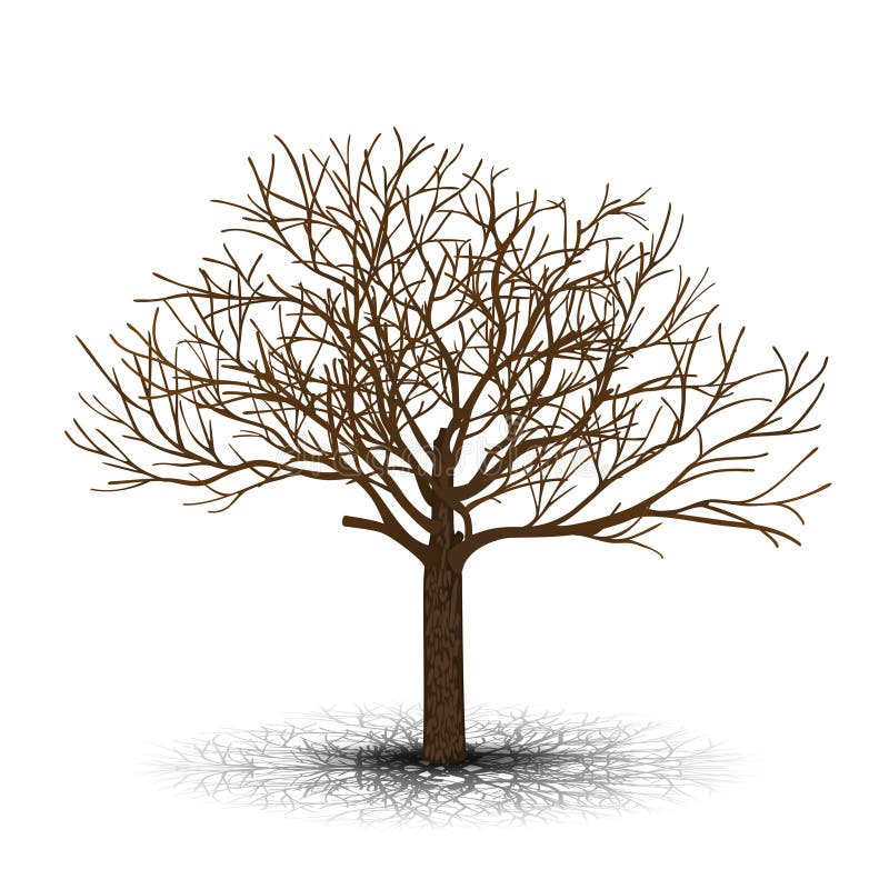 Oddzielny Drzewo Bez Liści Z Cieniem Ilustracja Wektor