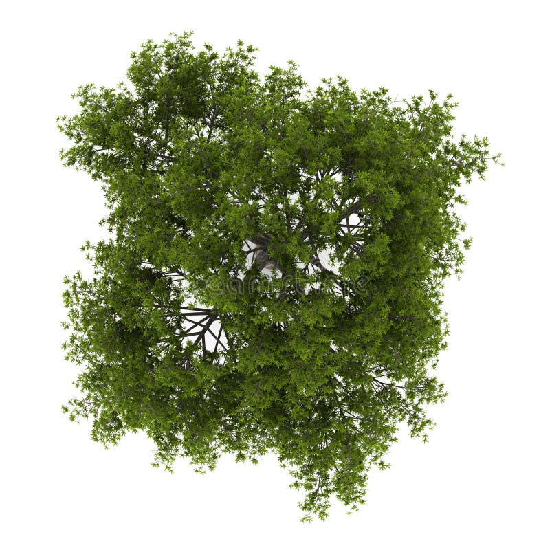 Odgórny widok krekingowy wierzbowy drzewo odizolowywający na biel