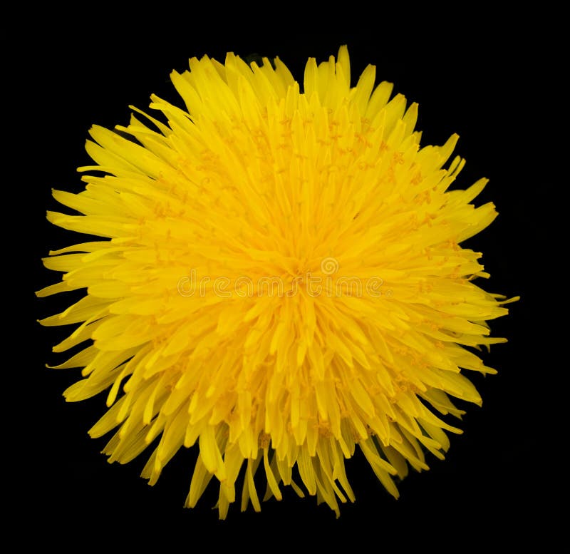 Odizolowywający dandelion kwiat