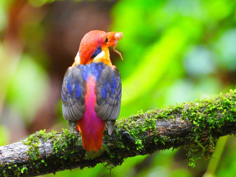 Odkf oriental dwarf kingfisher with a kill. Odkf oriental dwarf kingfisher with a kill