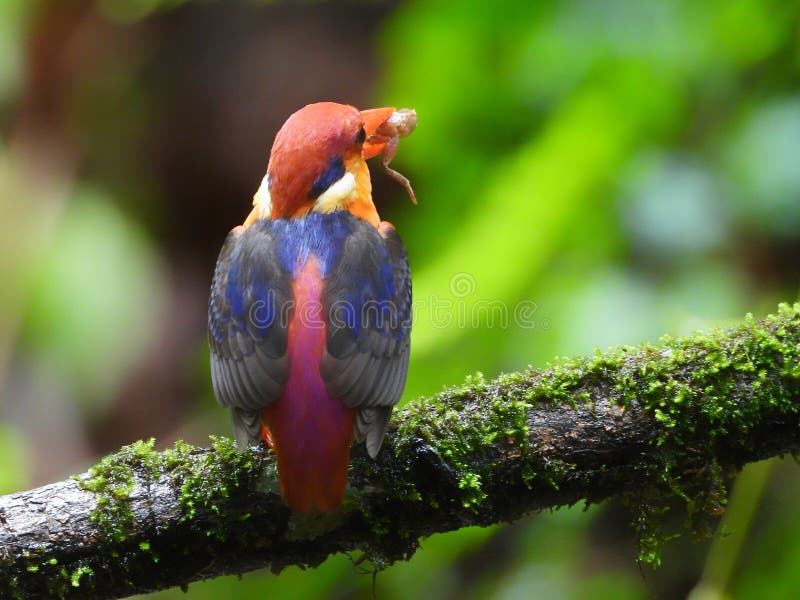 Odkf oriental dwarf kingfisher with a kill. Odkf oriental dwarf kingfisher with a kill