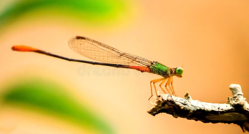 Odonata - Marsh Dart coupé la queue orange photo libre de droits Odonata - Marsh Dart coupé la queue orange photo libre de droits