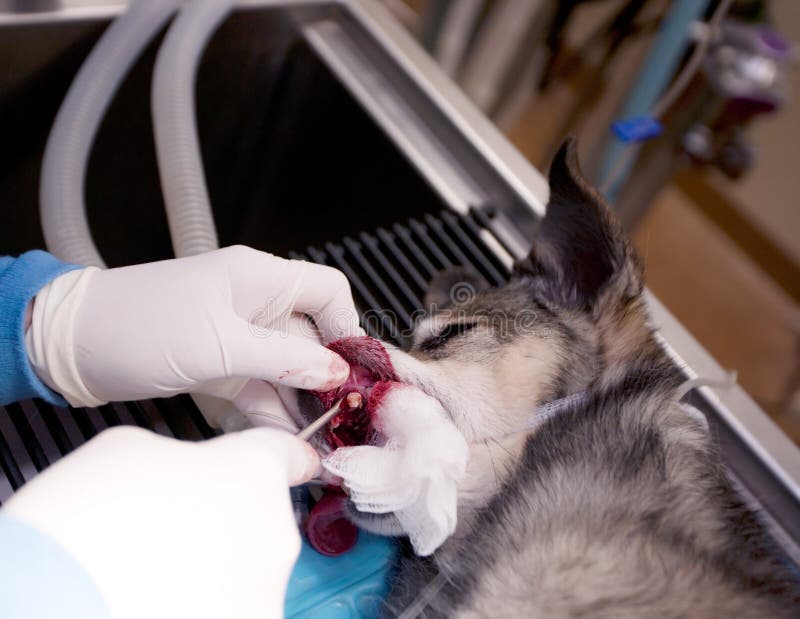 Odontolog?a Veterinaria El Veterinario Del Cirujano Del Dentista Limpia