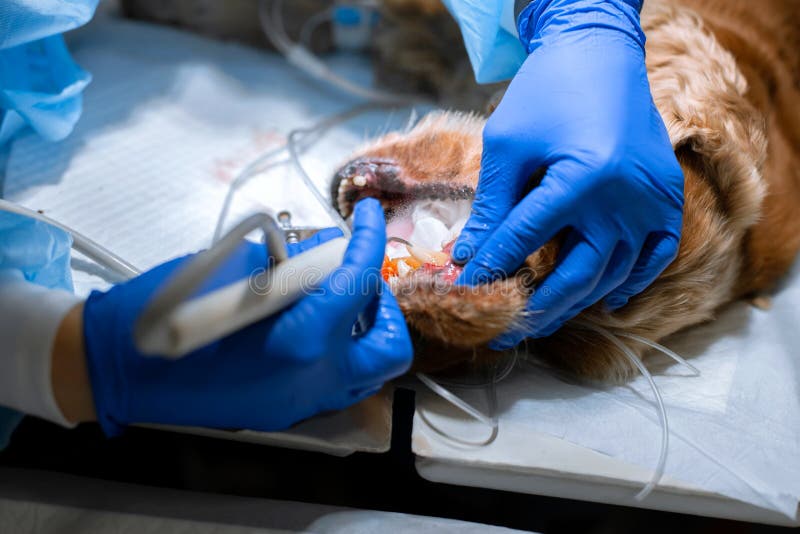 Odontología veterinaria El veterinario del cirujano del dentista limpia y trata los dientes de un perro bajo anestesia en la mesa imágenes de archivo libres de regalías Odontología veterinaria El veterinario del cirujano del dentista limpia y trata los dientes de un perro bajo anestesia en la mesa imágenes de archivo libres de regalías