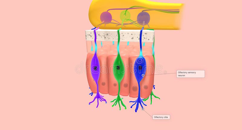 Odorant Molecules Bind To Receptors Located on the Cilia of Olfactory ...