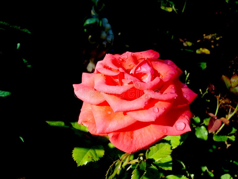 Odorata de Rosa E imágenes de archivo libres de regalías Odorata de Rosa E imágenes de archivo libres de regalías