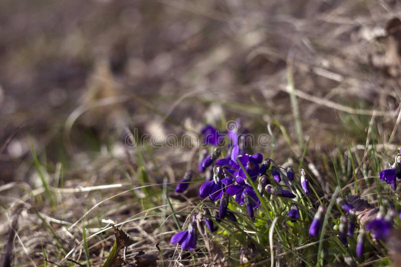 Odorata Viola γλυκιά ιώδης, αγγλική ιώδης, κοινή βιολέτα - τα ιώδη λουλούδια ανθίζουν την άνοιξη την άνοιξη άγριο λιβάδι, υπόβαθρ στοκ εικόνες Odorata Viola γλυκιά ιώδης, αγγλική ιώδης, κοινή βιολέτα - τα ιώδη λουλούδια ανθίζουν την άνοιξη την άνοιξη άγριο λιβάδι, υπόβαθρ στοκ εικόνες