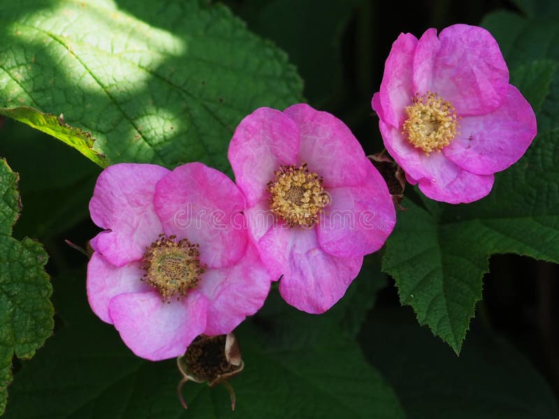 Odoratus del Rubus, lampone porpora-fiorito immagine stock libera da diritti Odoratus del Rubus, lampone porpora-fiorito immagine stock libera da diritti
