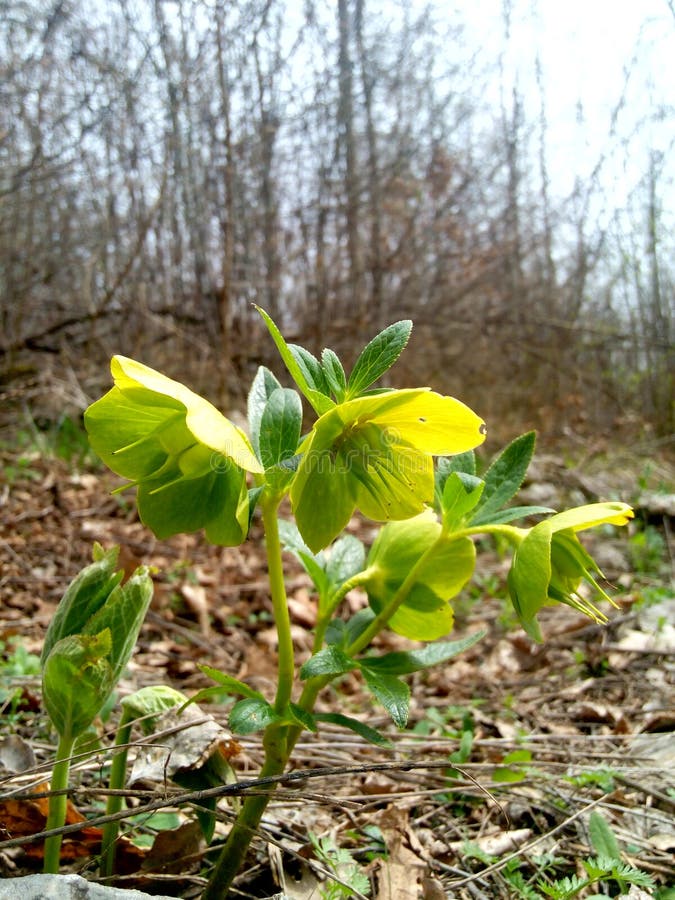 Odorus de Helleborus photo stock Odorus de Helleborus photo stock