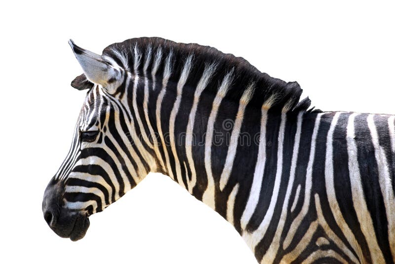 odosobniona głowy zebra zdjęcie royalty free odosobniona głowy zebra zdjęcie royalty free