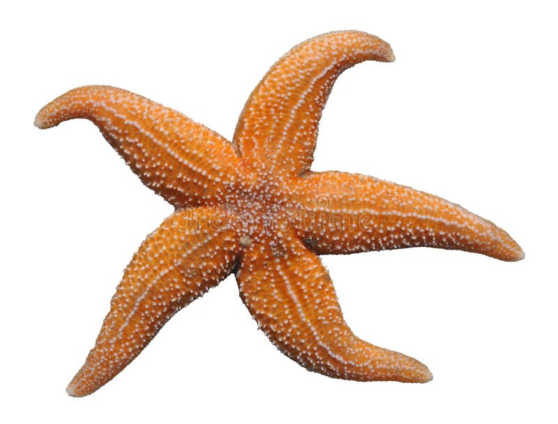 Starfish (Asterias rubens) isolated on white background. Starfish (Asterias rubens) isolated on white background