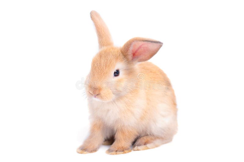 Odosobnionego małego brązu królika uroczy królik na białym tle z niektóre akcjami