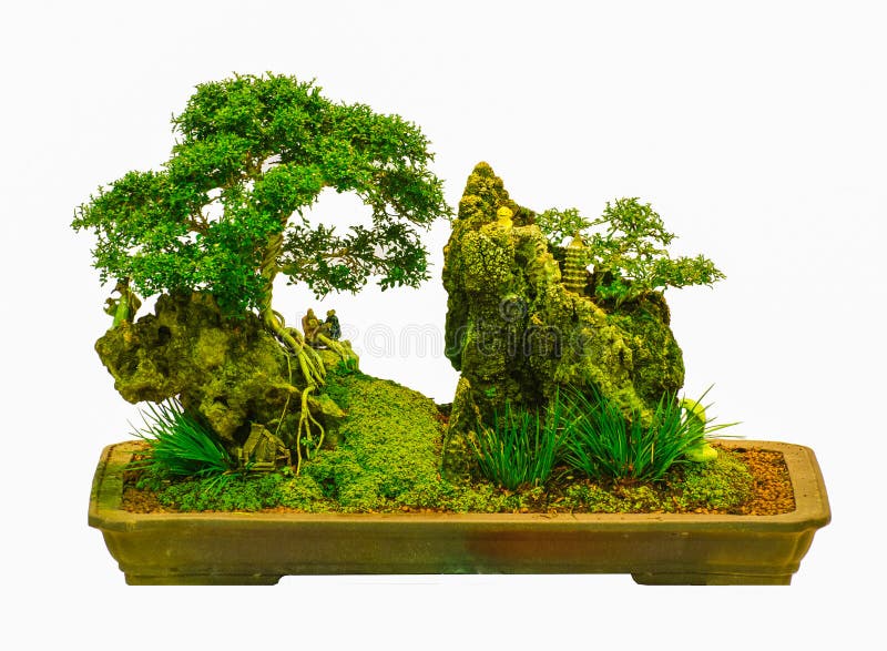 Odosobniony Bonsai drzewo - Murraya paniculata obrazy royalty free Odosobniony Bonsai drzewo - Murraya paniculata obrazy royalty free