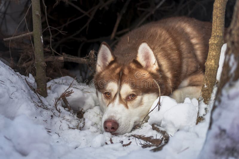 Odpoczynkowy Łuskowaty trakenu psa zimy portret w lair Syberyjskiego husky lying on the beach w zimy lasowym zwierzęciu domowym p obrazy royalty free Odpoczynkowy Łuskowaty trakenu psa zimy portret w lair Syberyjskiego husky lying on the beach w zimy lasowym zwierzęciu domowym p obrazy royalty free