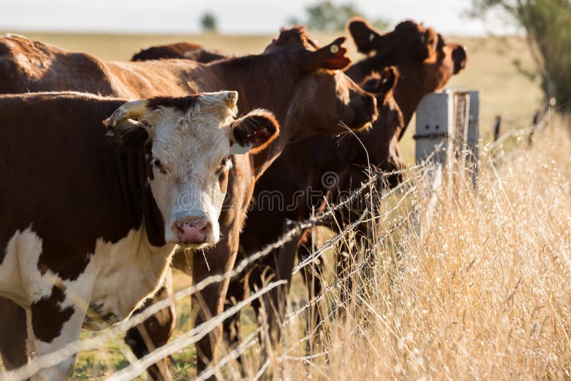 Heard of Hereford cattle in a gree field. Heard of Hereford cattle in a gree field.