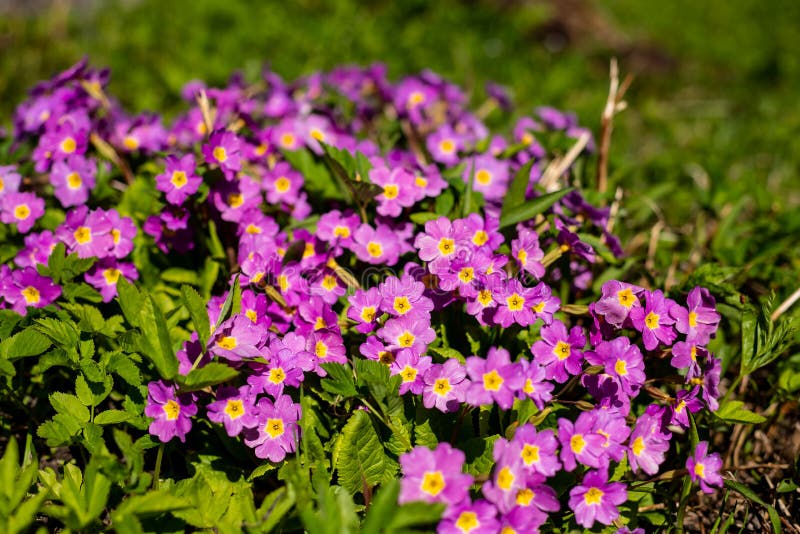 Odwiecznie primula w wiosna ogródzie lub pierwiosnek Pierwiosnki w wiośnie Pięknych kolorów kwiatów pierwiosnkowy ogród zdjęcie stock Odwiecznie primula w wiosna ogródzie lub pierwiosnek Pierwiosnki w wiośnie Pięknych kolorów kwiatów pierwiosnkowy ogród zdjęcie stock