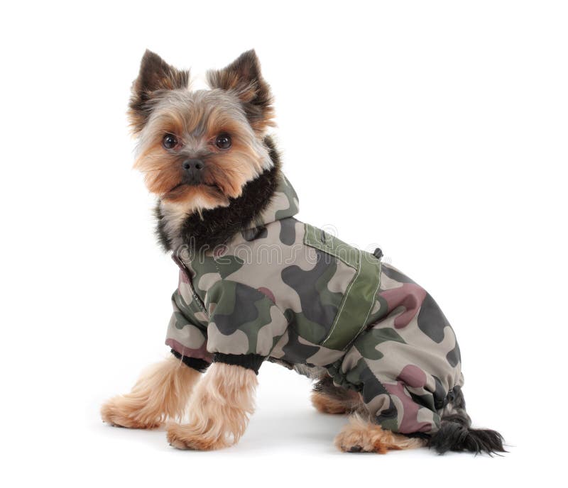 Portrait of a yorkshire terrier with green camo jacket and hood on white background. Portrait of a yorkshire terrier with green camo jacket and hood on white background