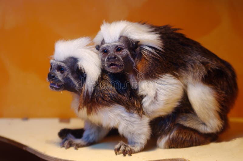 Oedipus tamarin - små apor av vit silkesapafamiljen royaltyfri foto Oedipus tamarin - små apor av vit silkesapafamiljen royaltyfri foto