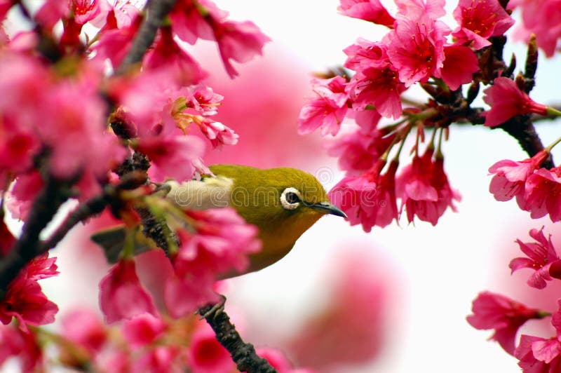 Oeil blanc japonais sur un arbre de fleur de cerise Oeil blanc japonais sur un arbre de fleur de cerise