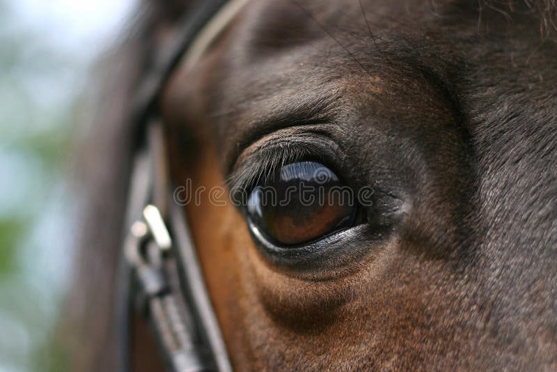 Oeil de cheval image stock. Image du neuf, chevaux, chocolat 909343